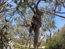 First koala ! 